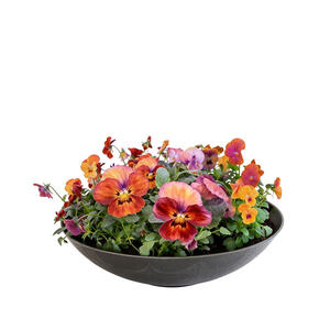 920003_planter_interflora_blomster